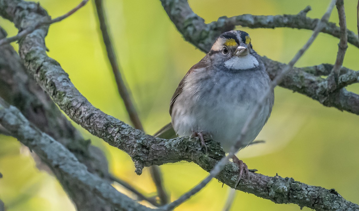 White-throated Sparrow - Ken Reinert