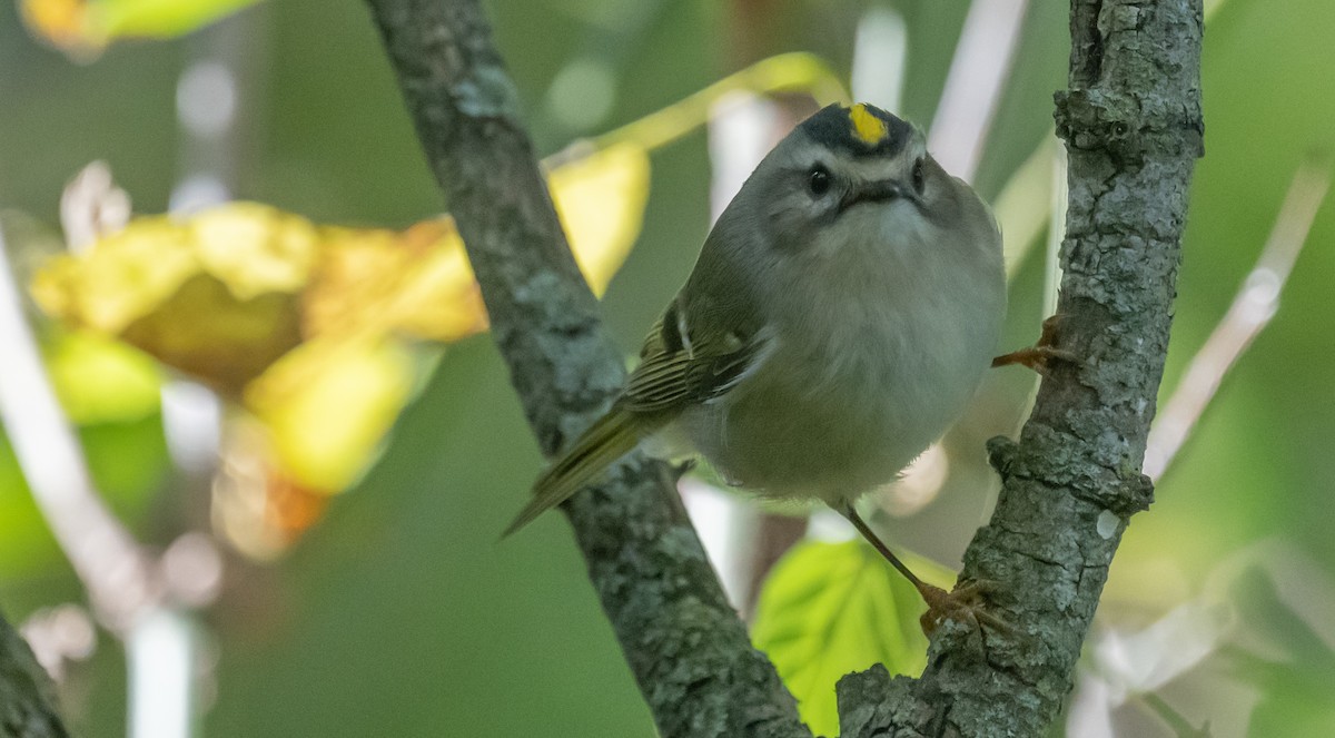 Golden-crowned Kinglet - ML493483621