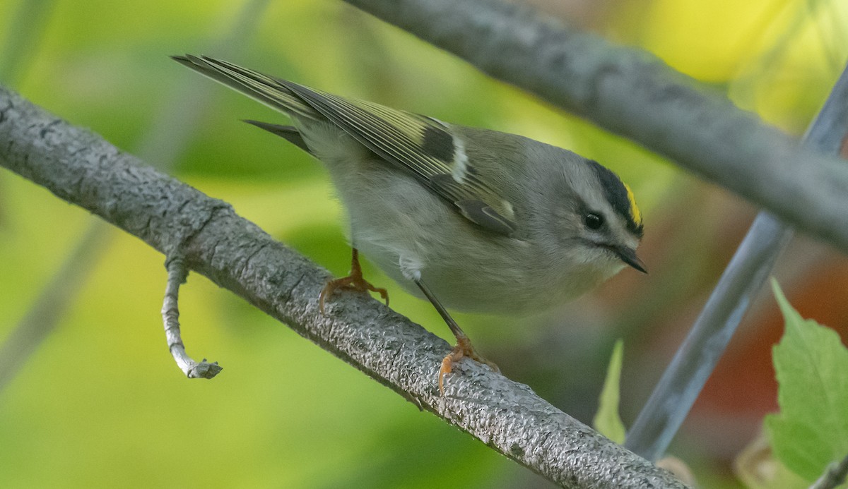 Golden-crowned Kinglet - ML493483631