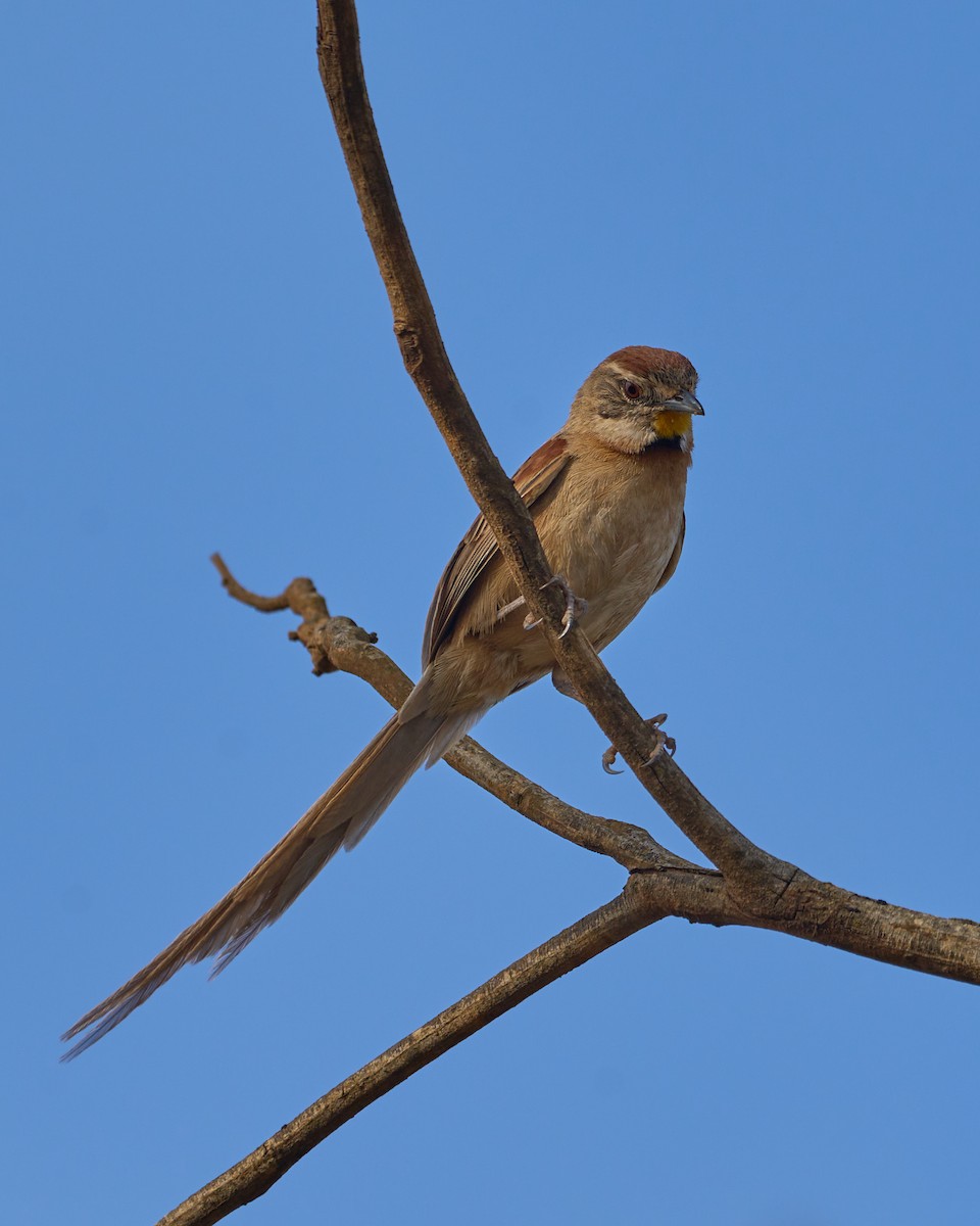 Chotoy Spinetail - Daniel Alfenas