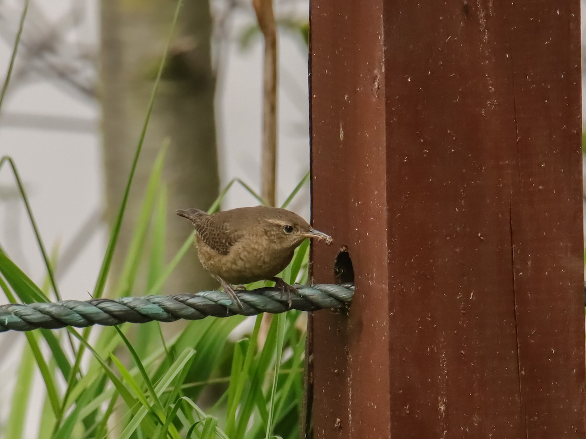 Southern House Wren - OMAR JAVIER LÓPEZ GÓMEZ