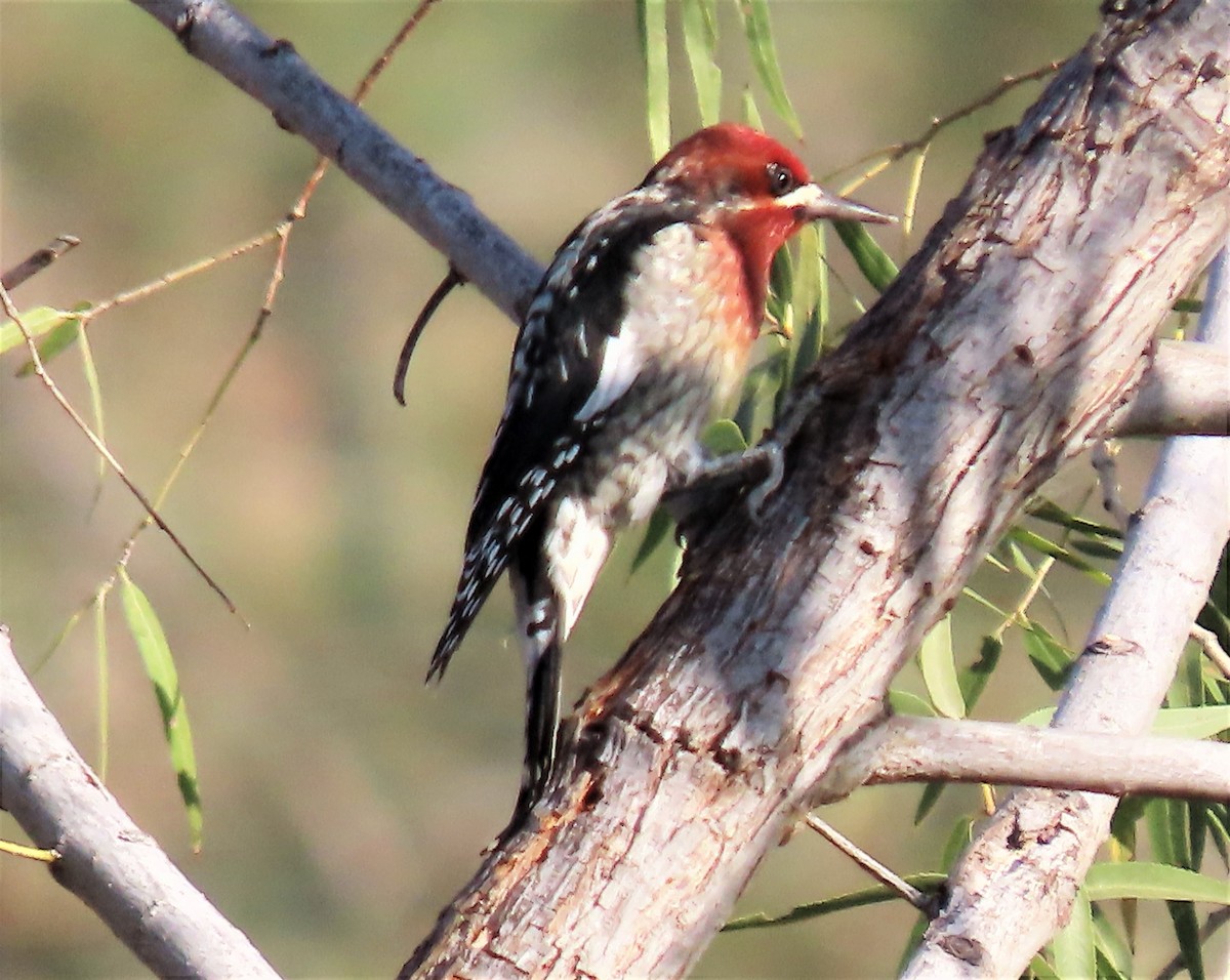 Red-breasted Sapsucker - ML493486001