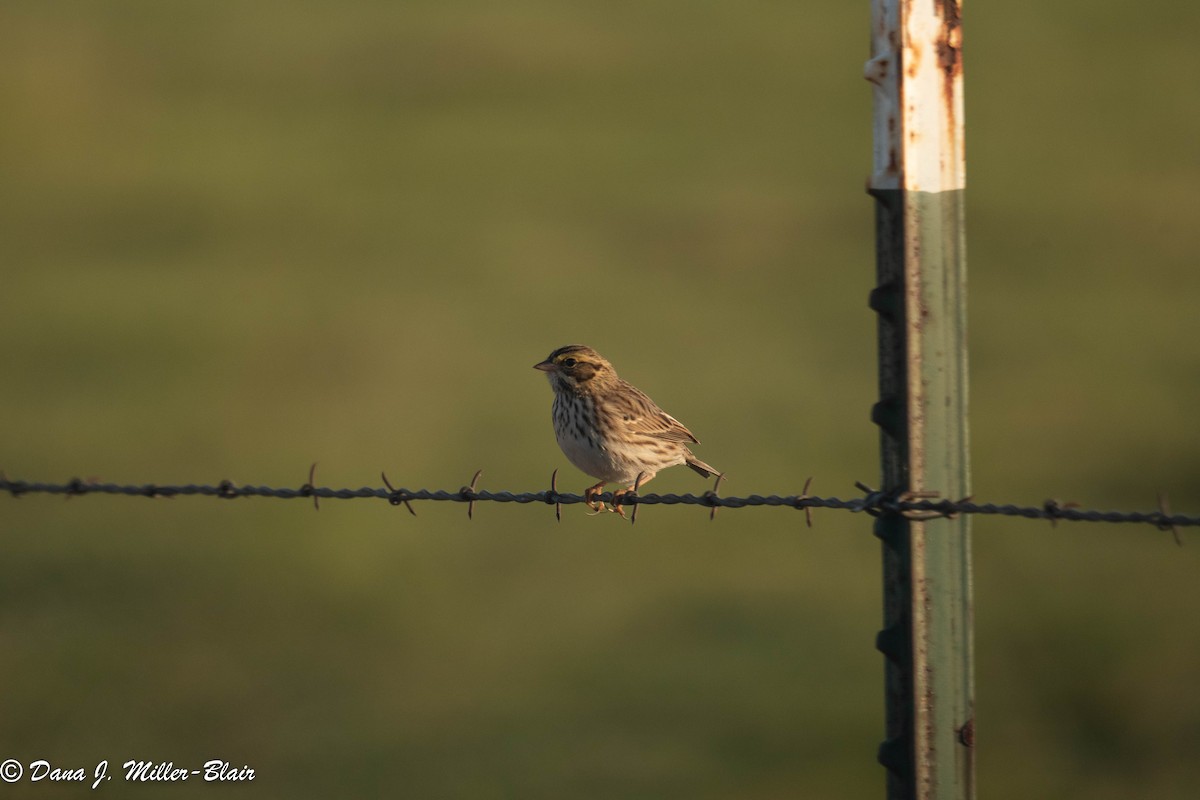 Savannah Sparrow - ML493488561