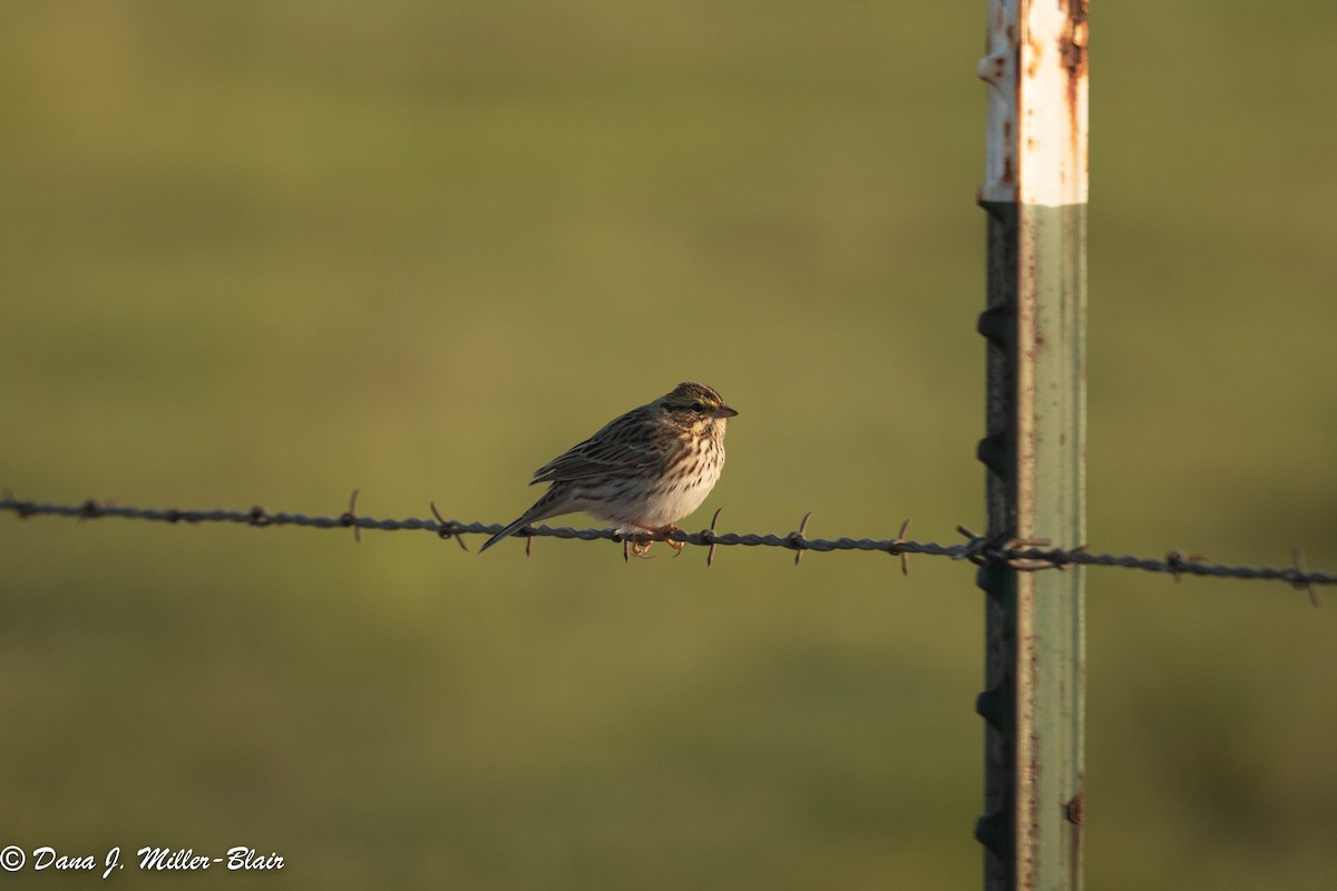 Savannah Sparrow - ML493488651