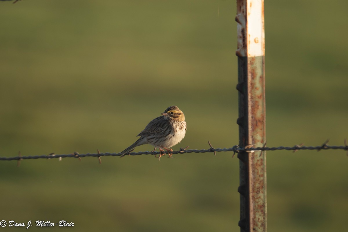 Savannah Sparrow - ML493488701