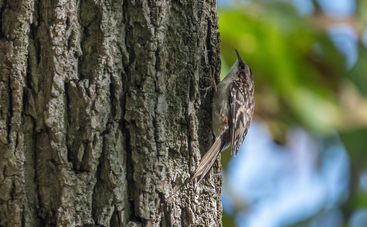 Brown Creeper - ML493488861