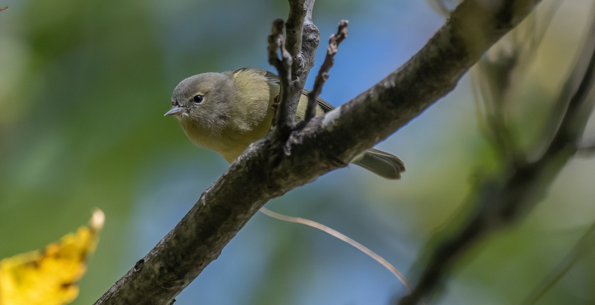 Orange-crowned Warbler - ML493488961