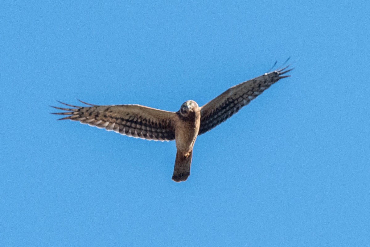 Northern Harrier - Steve Flood