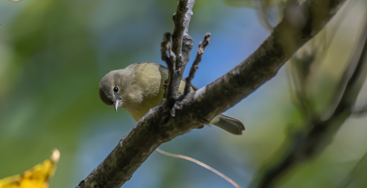 Orange-crowned Warbler - ML493489111