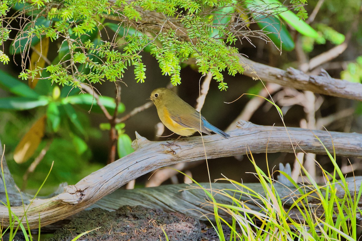 Red-flanked Bluetail - ML493489121