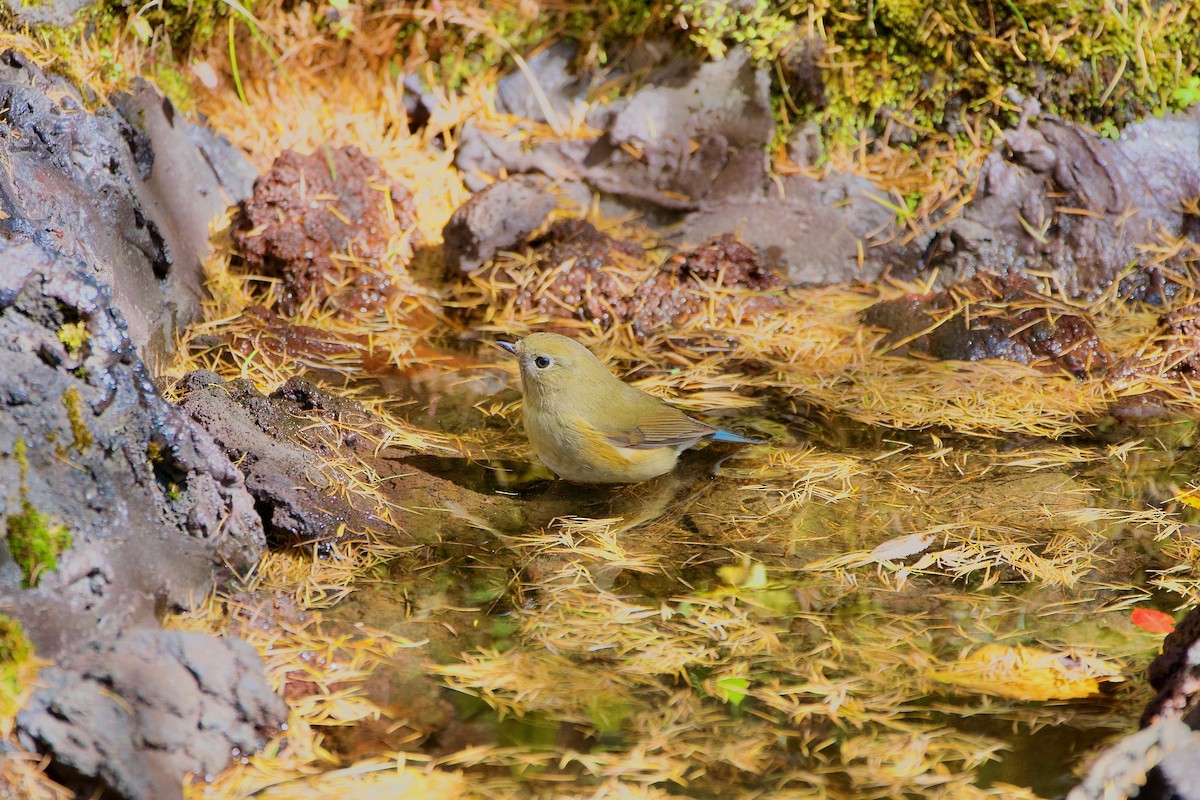 Red-flanked Bluetail - ML493489131