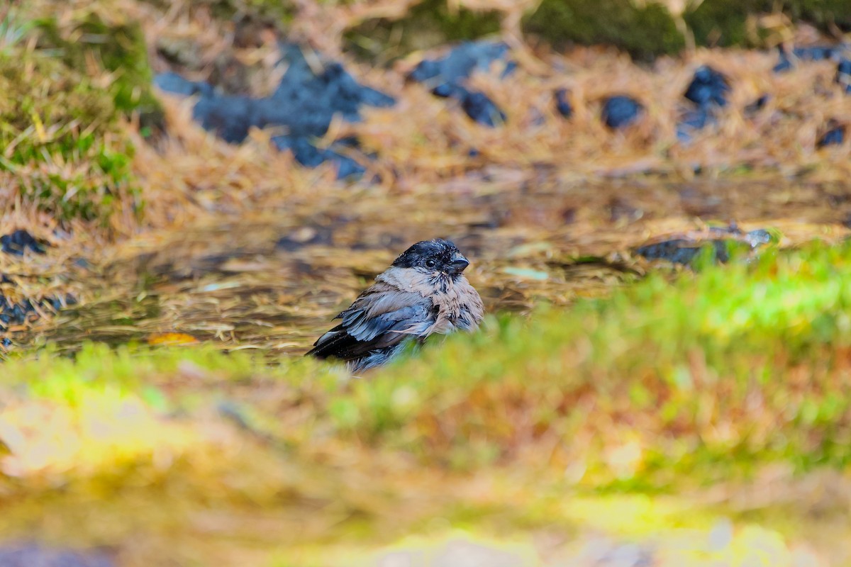 Eurasian Bullfinch - ML493489221