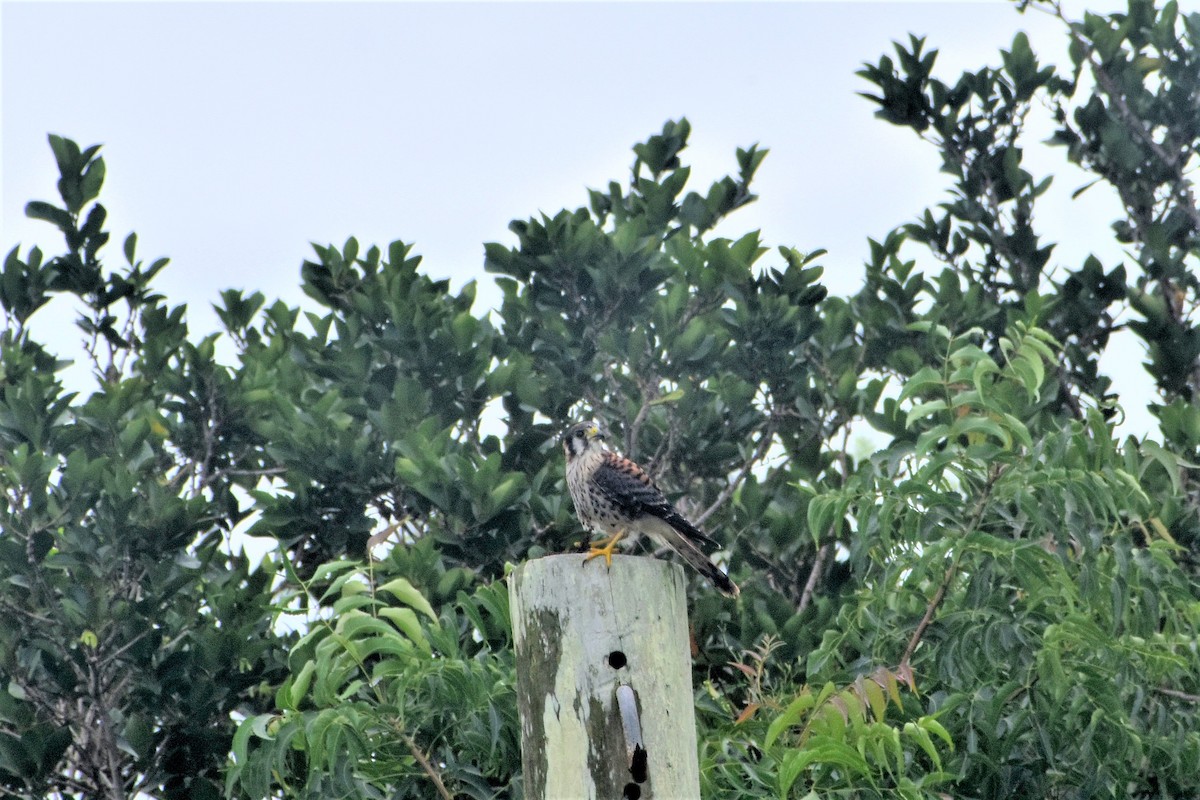 American Kestrel - ML493489671