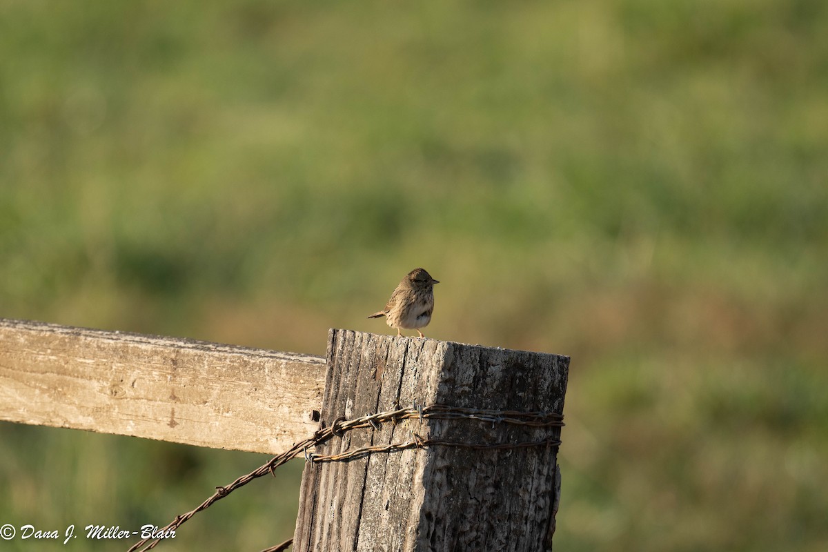 Lincoln's Sparrow - ML493489681