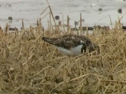 Ruddy Turnstone - ML493490001