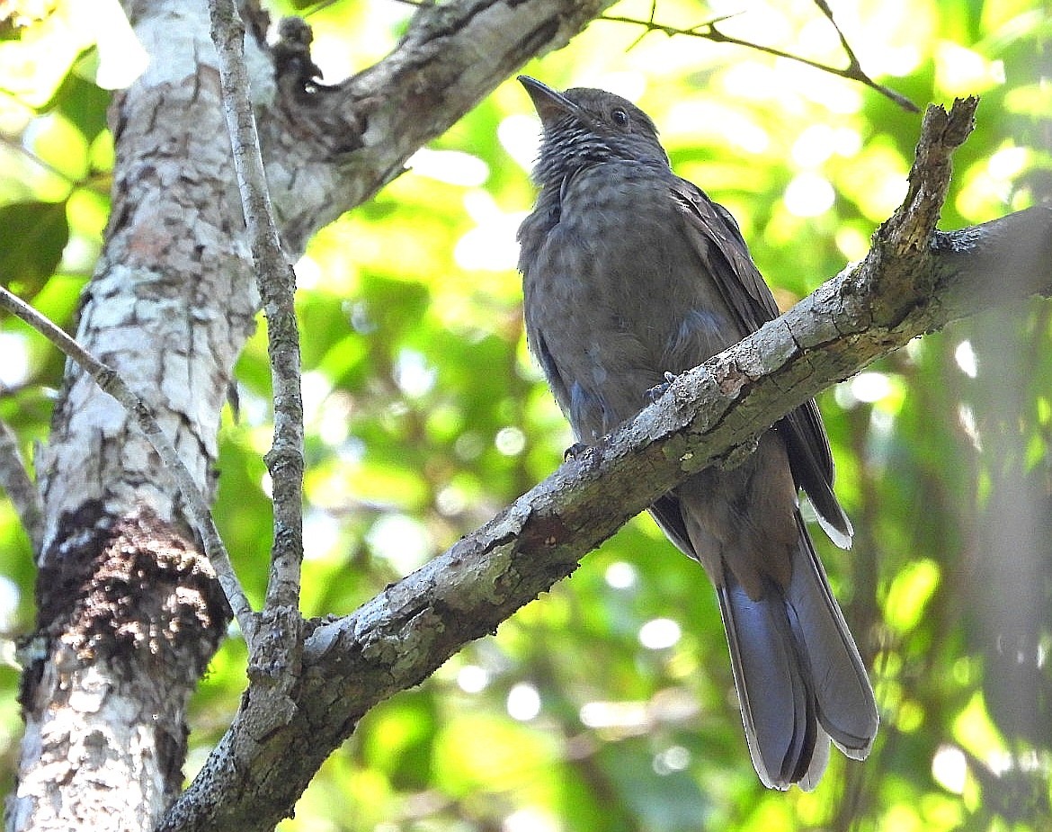 Cinnamon-vented Piha - ML493490861