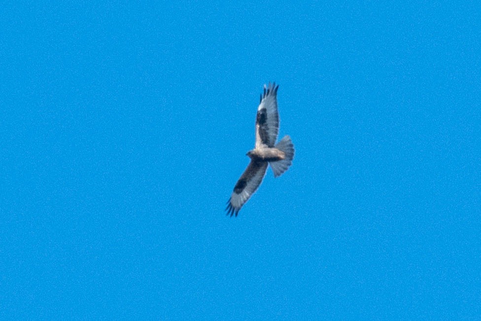 Rough-legged Hawk - ML493490991