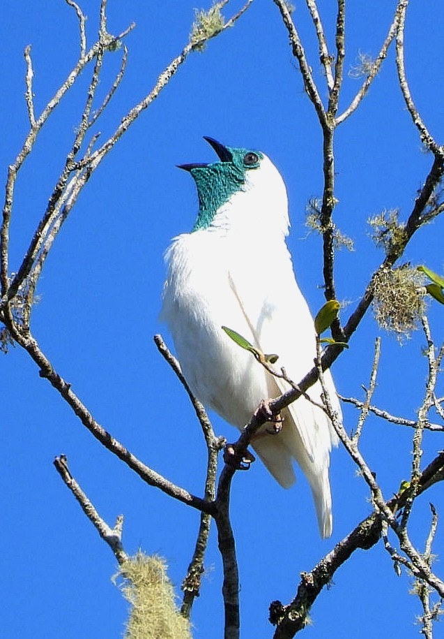 Bare-throated Bellbird - ML493491071