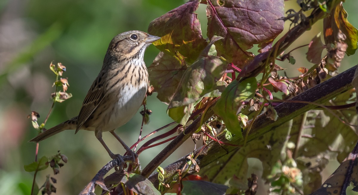 Lincoln's Sparrow - ML493491111