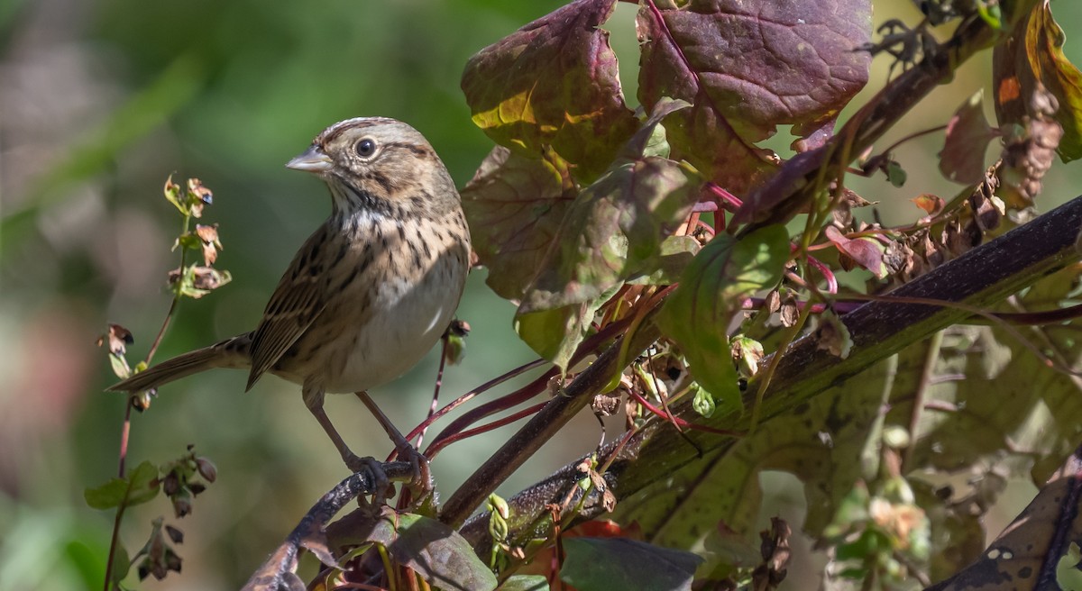 Lincoln's Sparrow - Ken Reinert