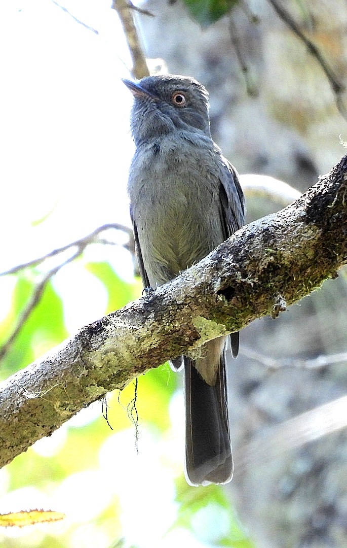 Grayish Mourner - ML493491361