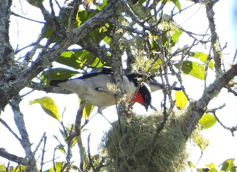 Cherry-throated Tanager - ML493491511