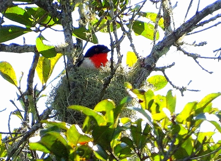 Cherry-throated Tanager - ML493491551