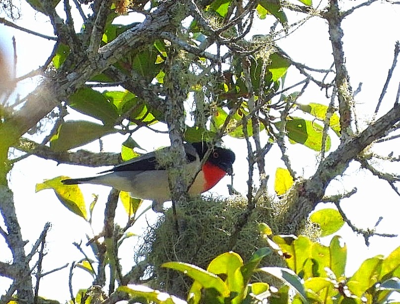 Cherry-throated Tanager - Luis Urueña - Manakin Nature Tours