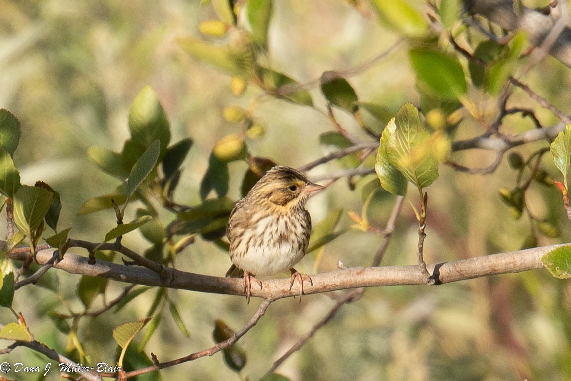 Savannah Sparrow - ML493491581