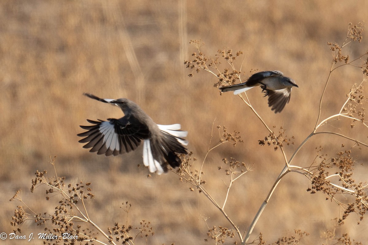 Northern Mockingbird - ML493491781