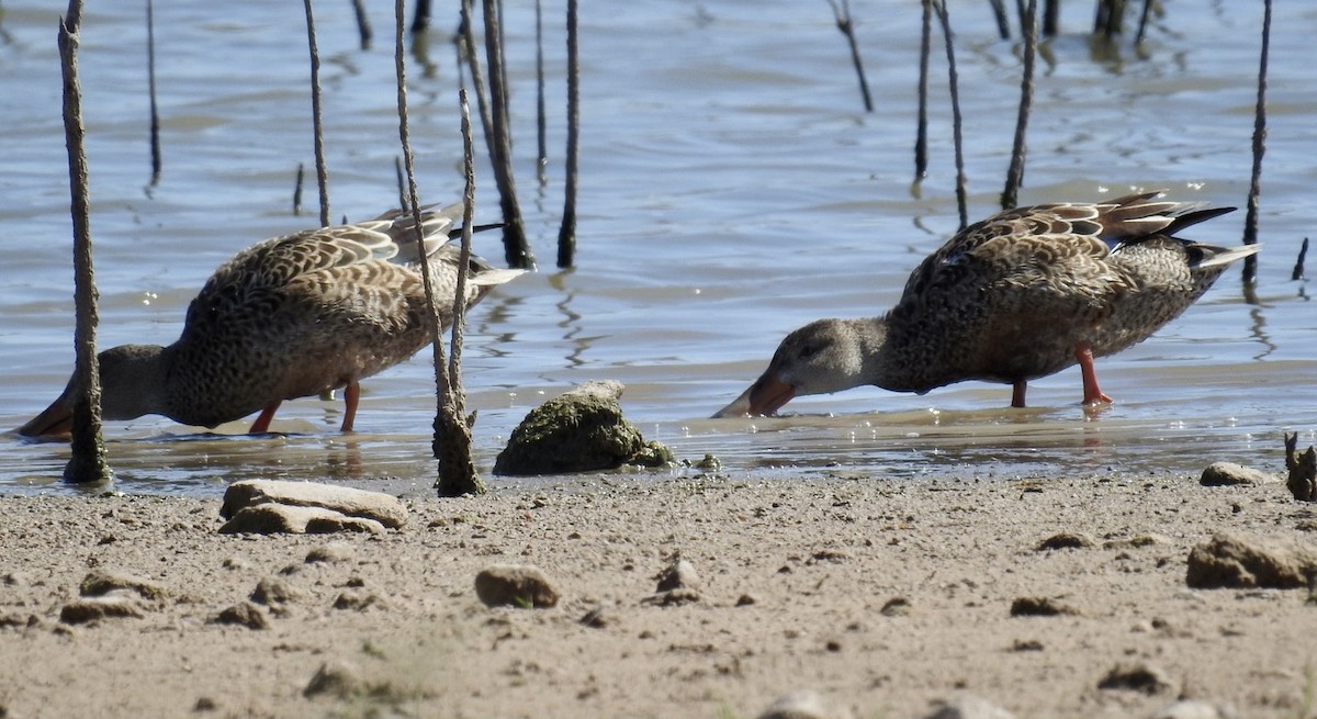 Northern Shoveler - ML493491861