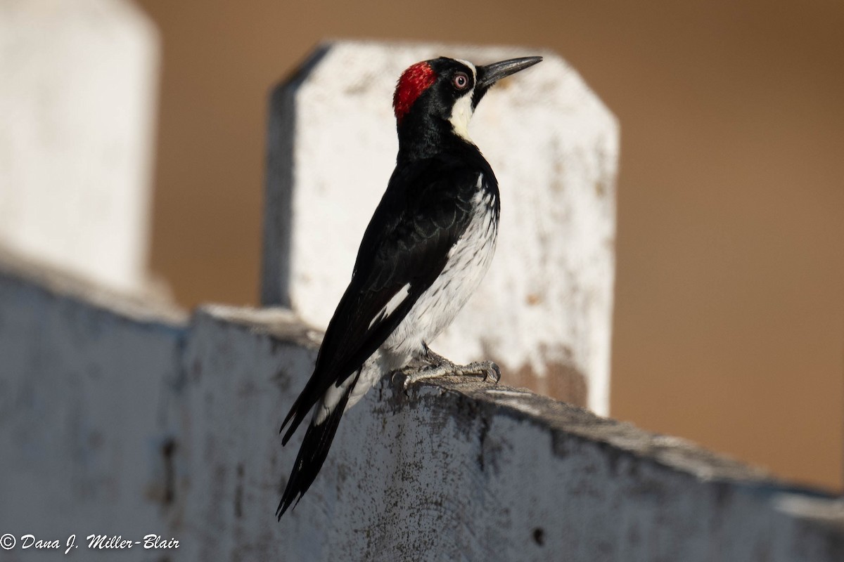 Acorn Woodpecker - ML493491881