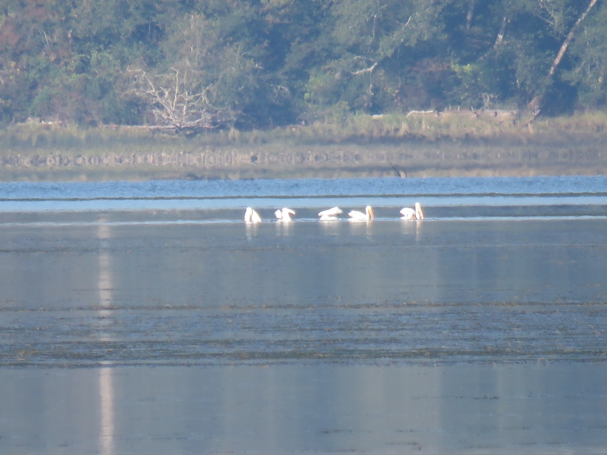 American White Pelican - ML493491891