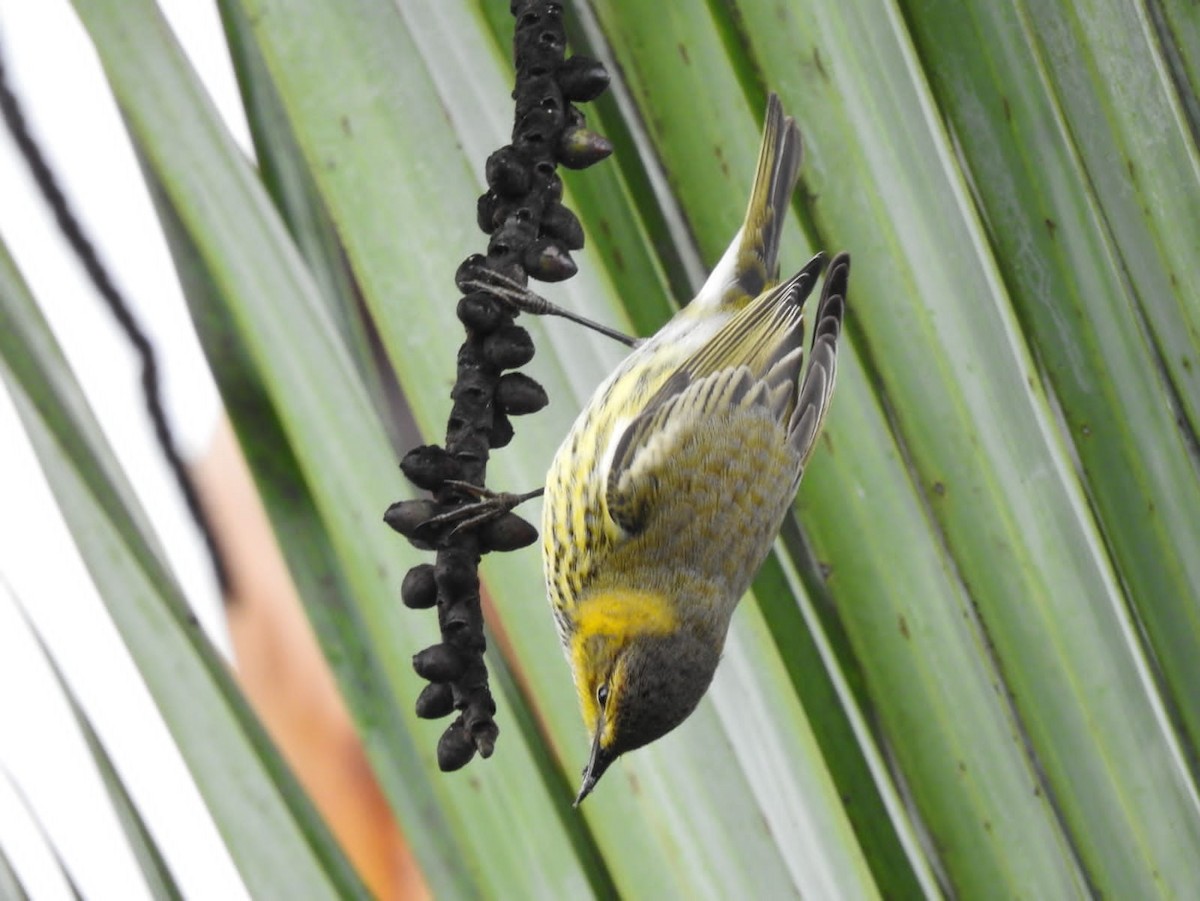 Cape May Warbler - ML493492201