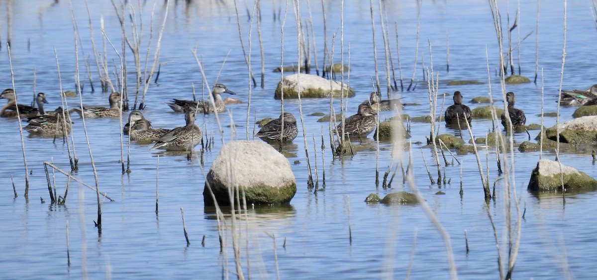 Green-winged Teal - ML493492311