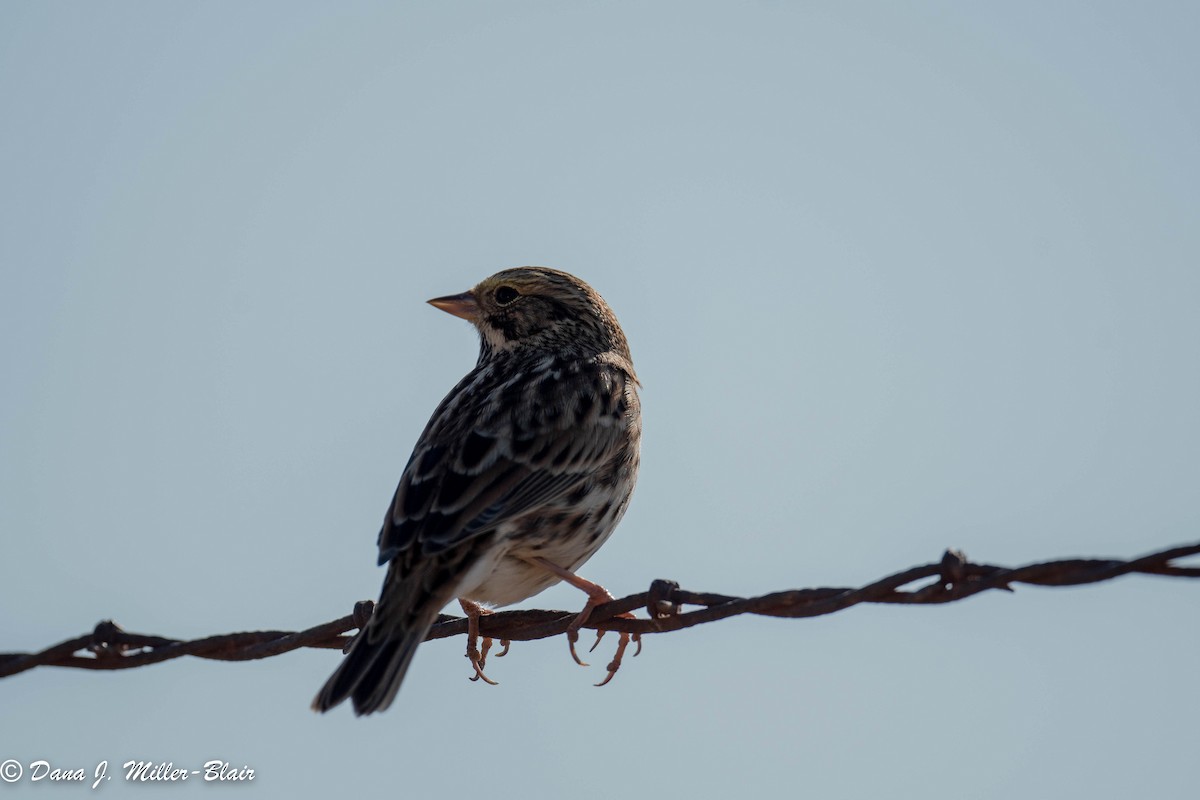 Savannah Sparrow - ML493492511