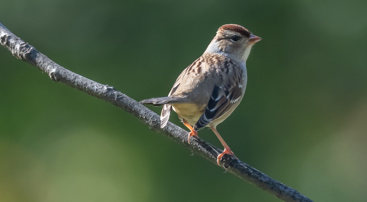 White-crowned Sparrow - Ken Reinert