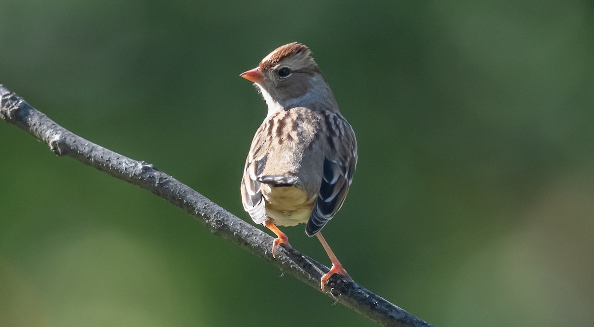 White-crowned Sparrow - Ken Reinert