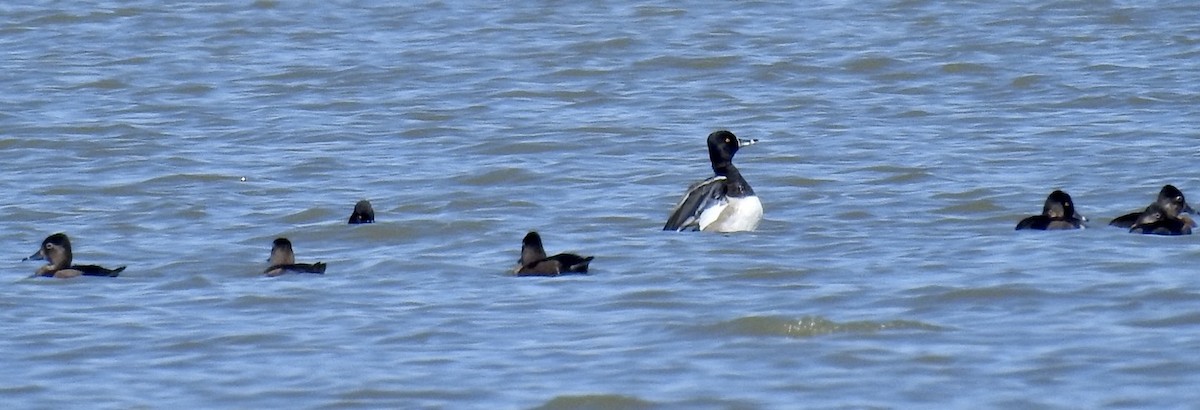 Ring-necked Duck - ML493492681