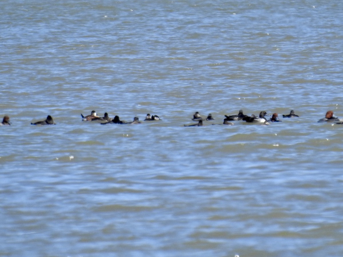 Ruddy Duck - ML493492971