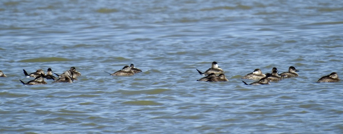 Ruddy Duck - Christopher Daniels