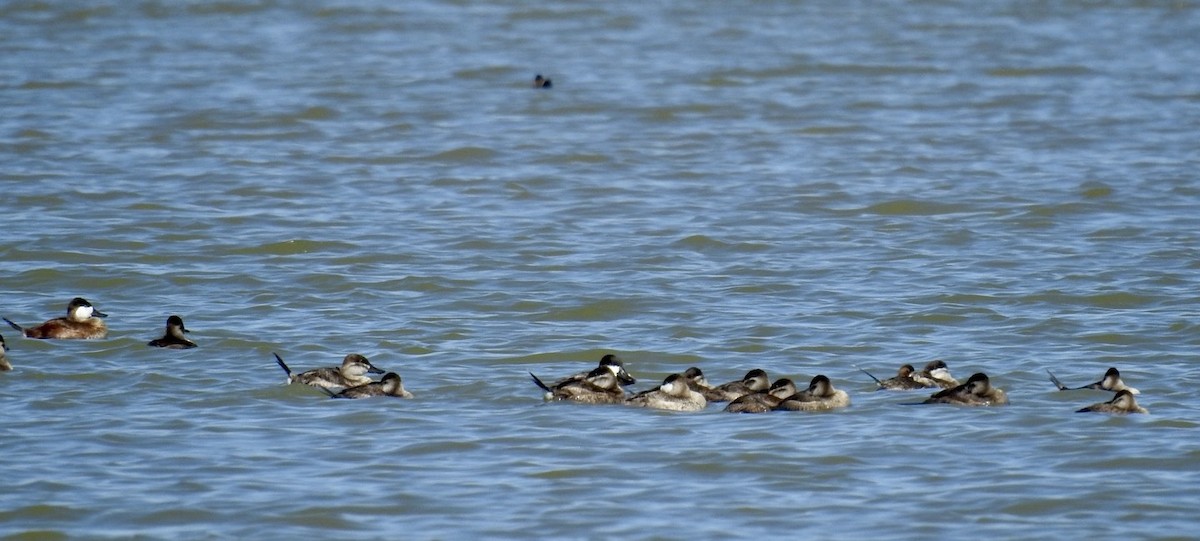 Ruddy Duck - ML493492991