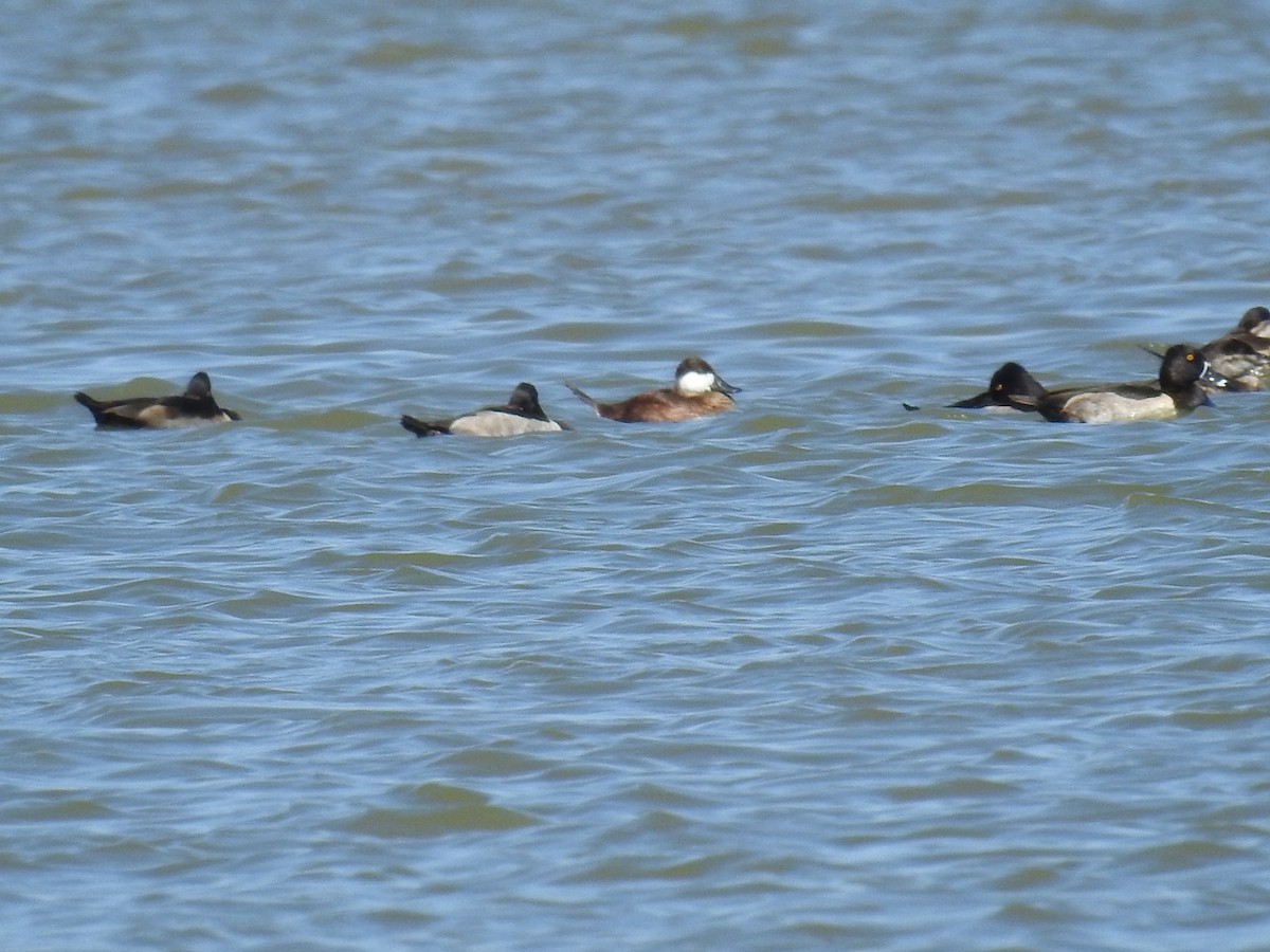 Ruddy Duck - ML493493001