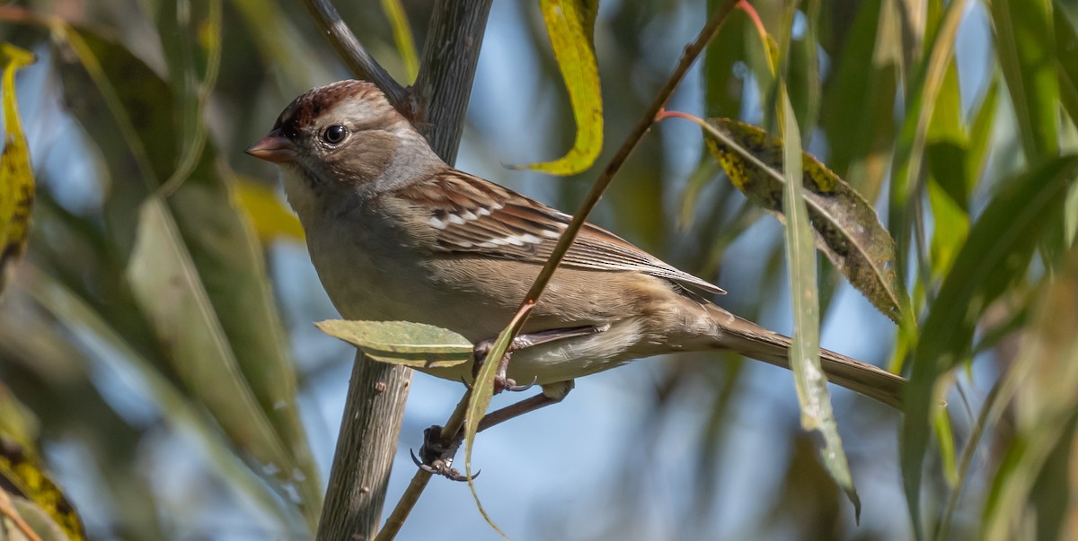 White-crowned Sparrow - ML493493171