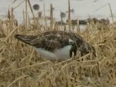 Ruddy Turnstone - ML493493181