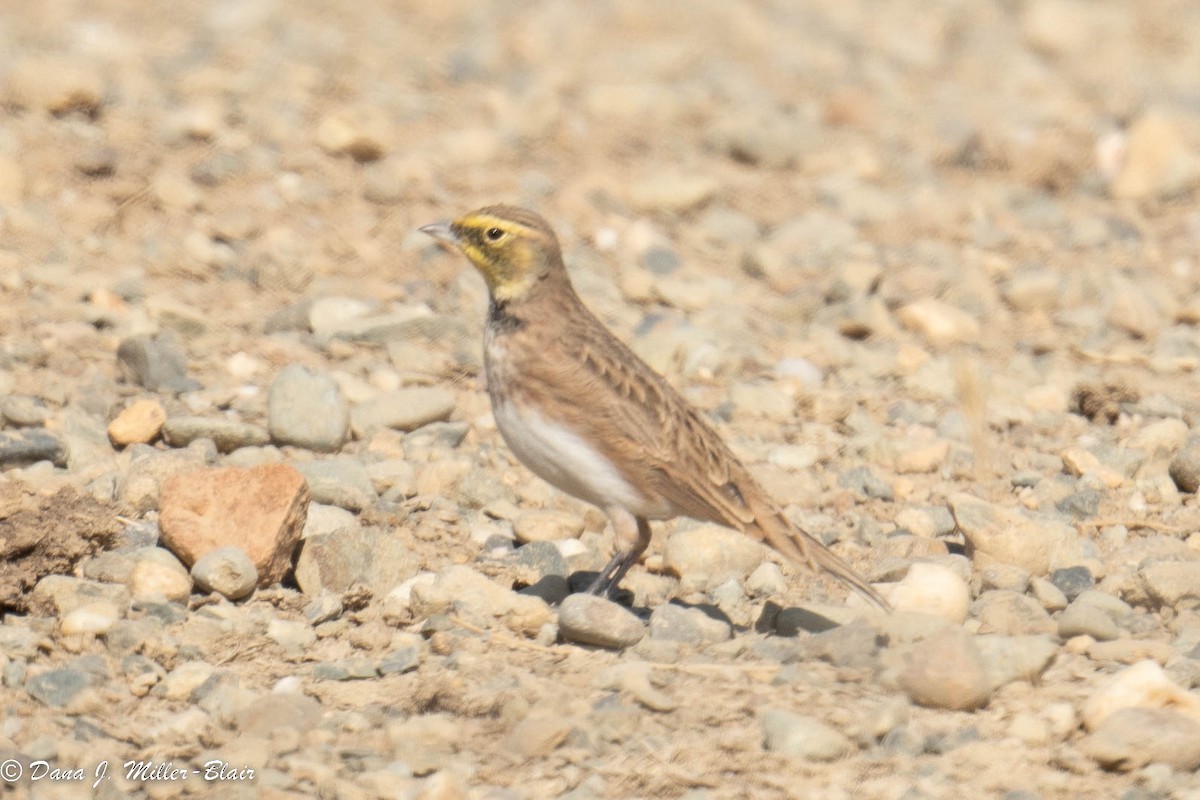 Horned Lark - ML493493331