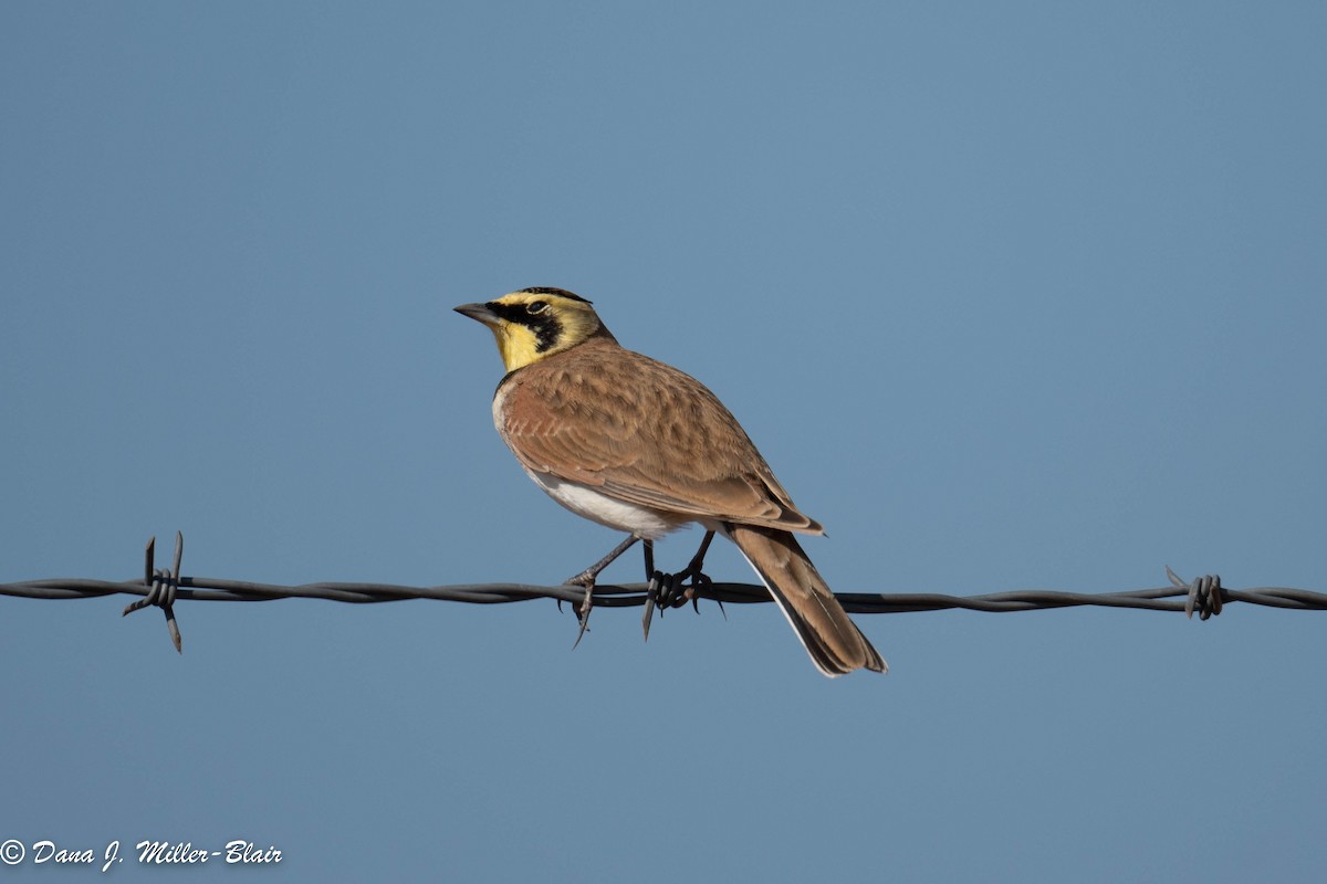 Horned Lark - Dana Miller-Blair