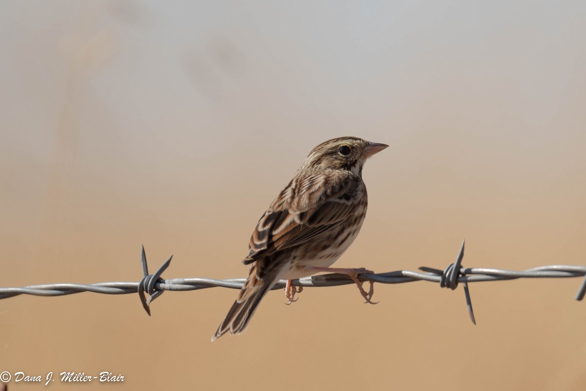 Savannah Sparrow - ML493494641