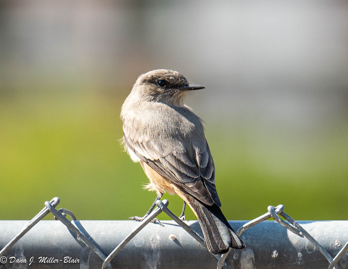 Say's Phoebe - ML493494811