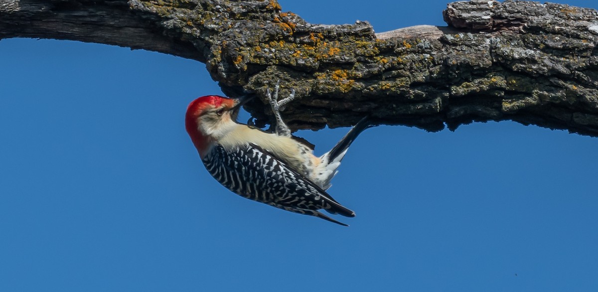 Red-bellied Woodpecker - ML493495581